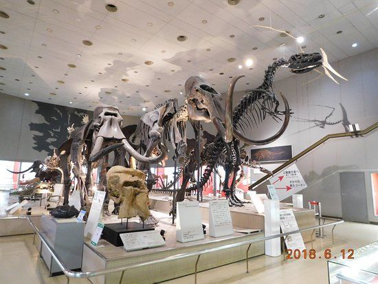 大阪市立自然史博物館